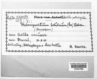 Melampsoridium betulinum image
